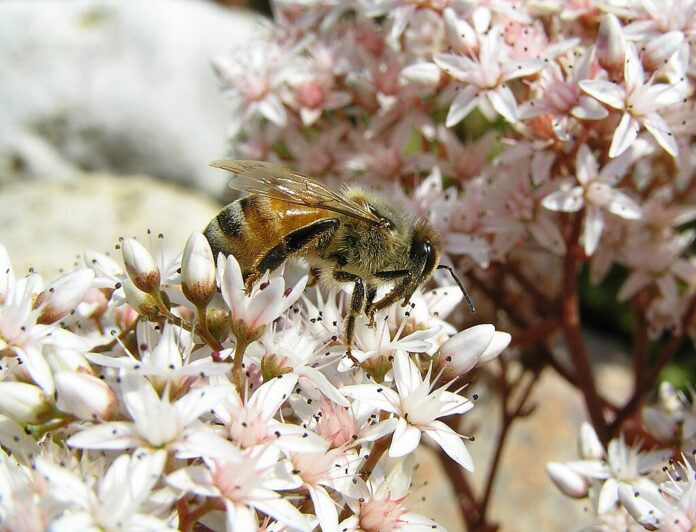 Apis mellifera mellifera